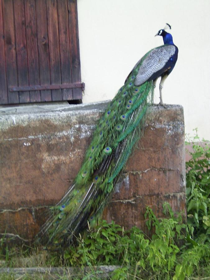Le Paon Bleu Annecy Poisy Exterior foto